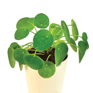 Chinese Money Plant