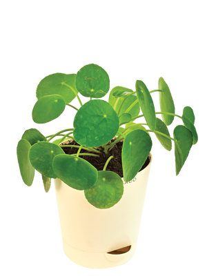 Chinese Money Plant