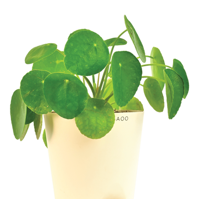 Chinese Money Plant