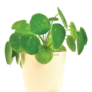 Chinese Money Plant