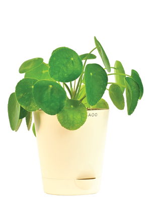 Chinese Money Plant