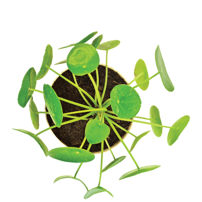 Chinese Money Plant