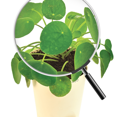 Chinese Money Plant