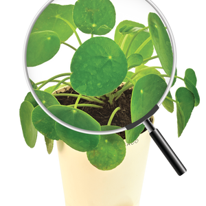 Chinese Money Plant