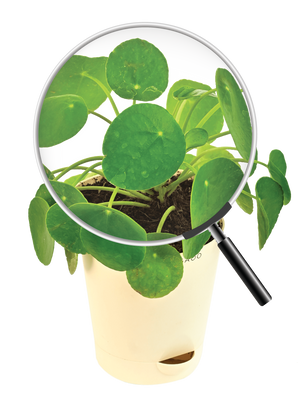 Chinese Money Plant