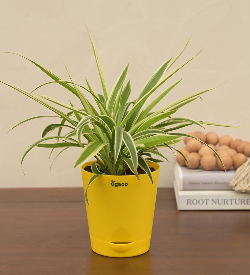 Spider Plant For Environment Day Gifting