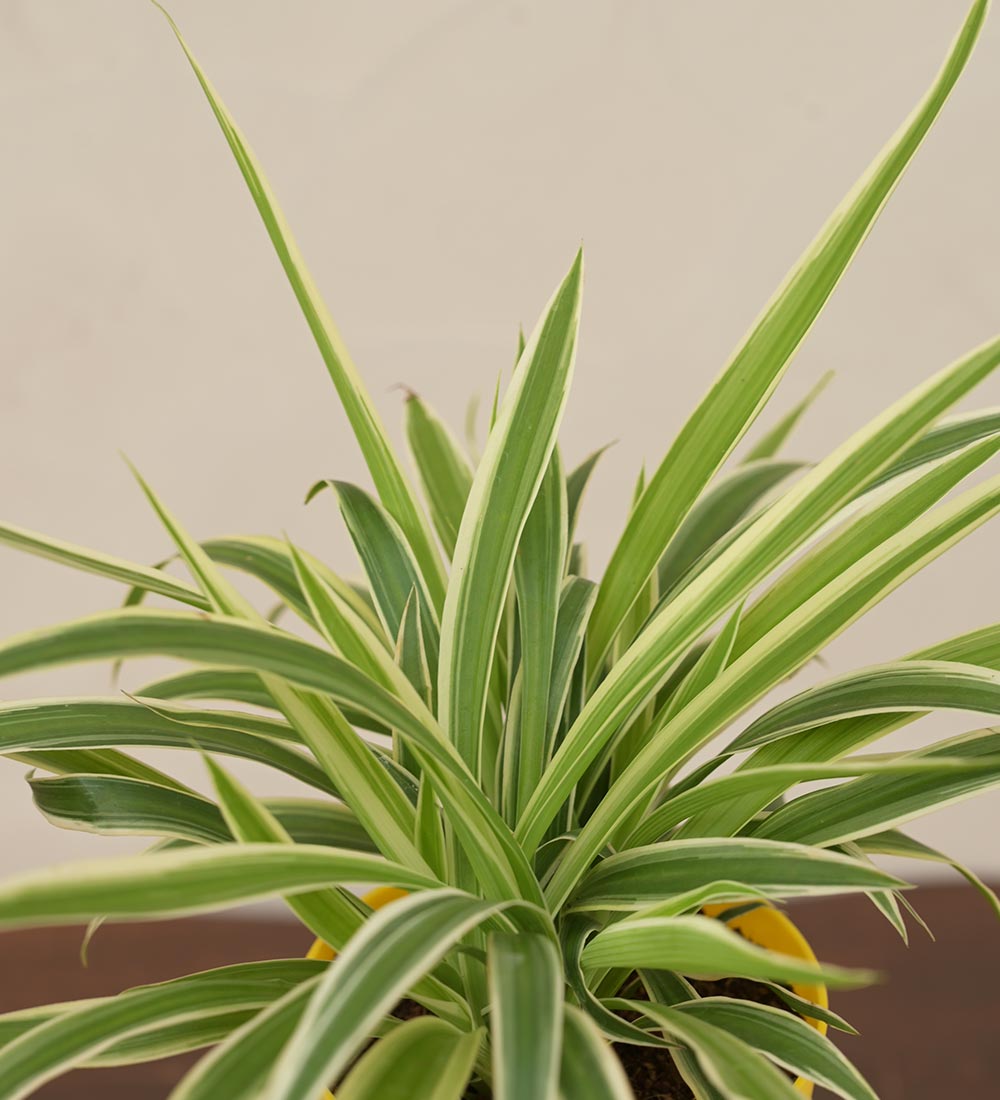 Spider Plant For Environment Day Gifting