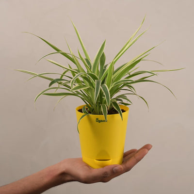 Spider Plant For Environment Day Gifting