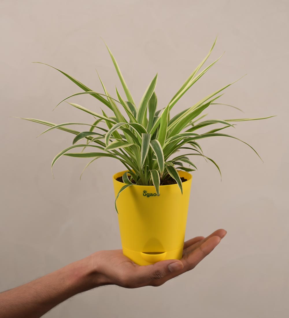 Spider Plant For Environment Day Gifting