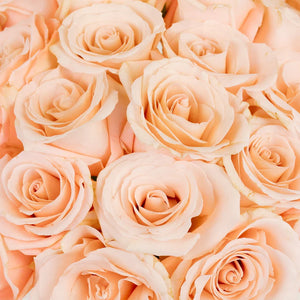 Pink Peach Elegant Roses