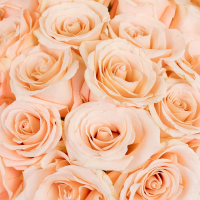 Pink Peach Elegant Roses