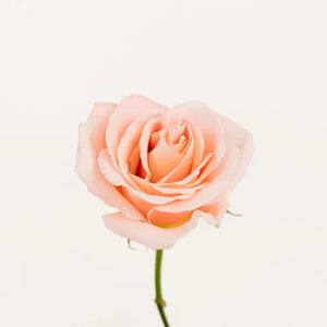 Pink Peach Elegant Roses
