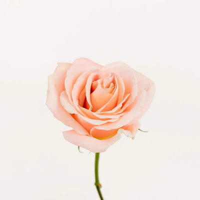 Pink Peach Elegant Roses