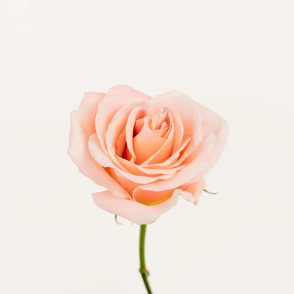 Pink Peach Elegant Roses