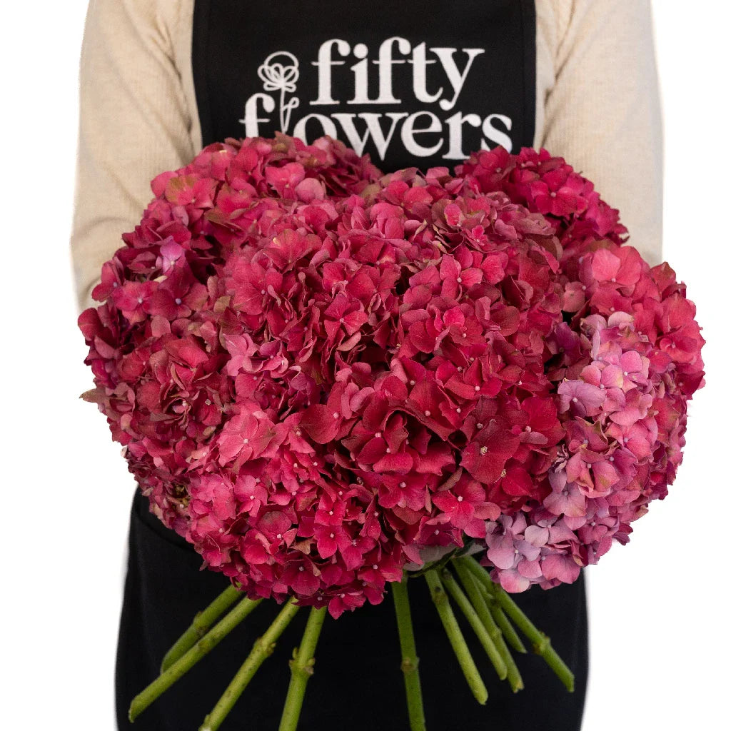 Crimson Red Hydrangea Flowers