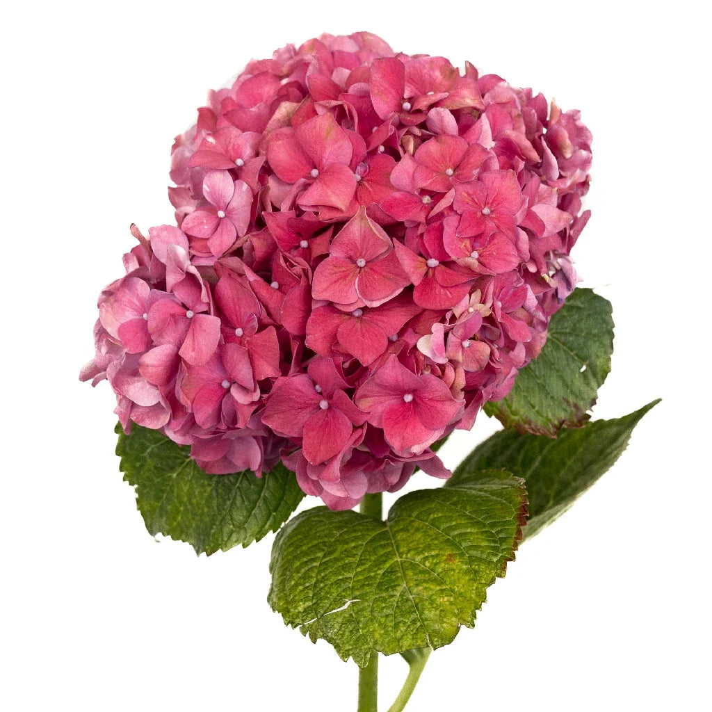 Crimson Red Hydrangea Flowers