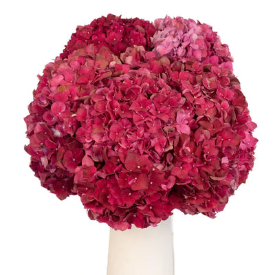 Crimson Red Hydrangea Flowers