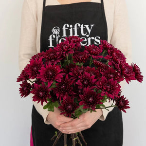 Velvet Wine Chrysanthemum