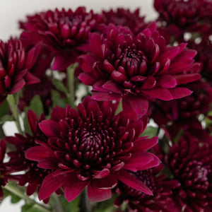 Velvet Wine Chrysanthemum