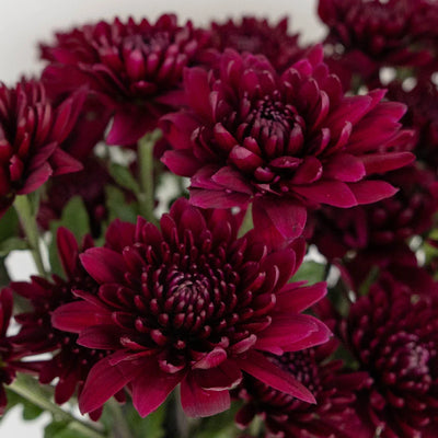 Velvet Wine Chrysanthemum