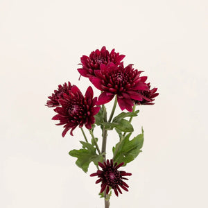 Velvet Wine Chrysanthemum