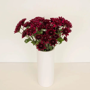 Velvet Wine Chrysanthemum