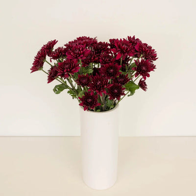 Velvet Wine Chrysanthemum