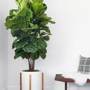 Ceramic Planter Pot + Teak Stand by LBE Design