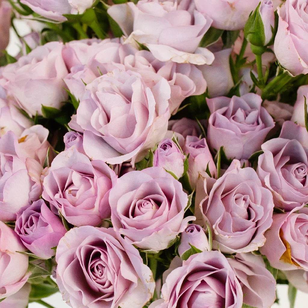 Delicate Lavender Spray Garden Rose