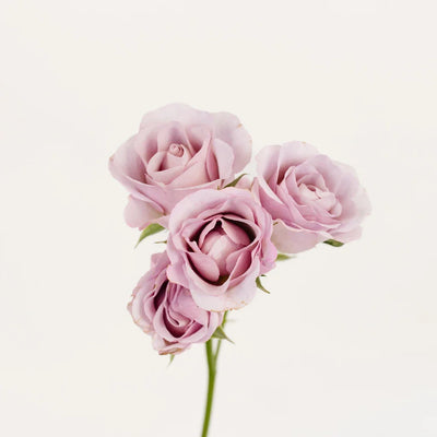 Delicate Lavender Spray Garden Rose