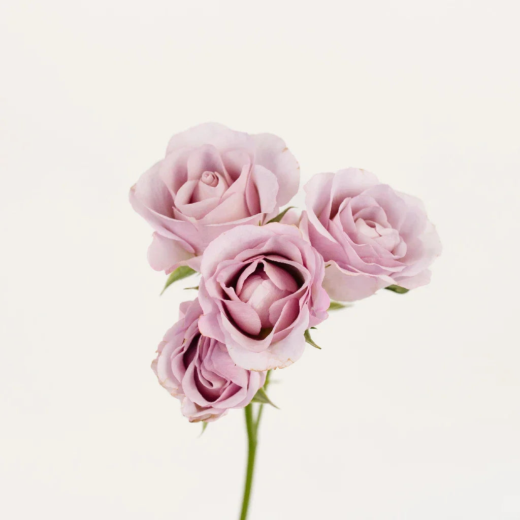 Delicate Lavender Spray Garden Rose