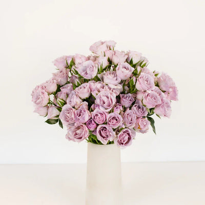 Delicate Lavender Spray Garden Rose