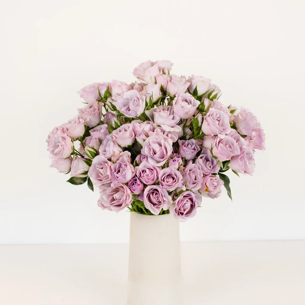 Delicate Lavender Spray Garden Rose