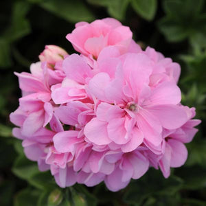Geranium Baby Pink Creeper/Climber Flowering Live Plant