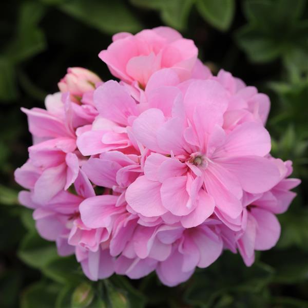 Geranium Baby Pink Creeper/Climber Flowering Live Plant