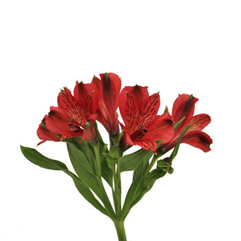Brick Red Peruvian Lilies