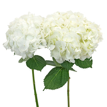 White Hydrangea Flower