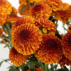 Sunrise Orange Pom Flower