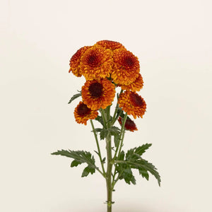 Sunrise Orange Pom Flower