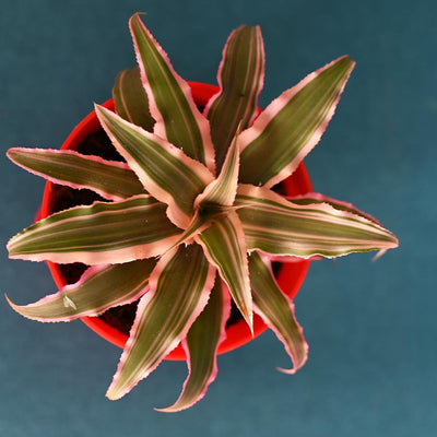 Earth Star Plant and Eco Goodies Bag