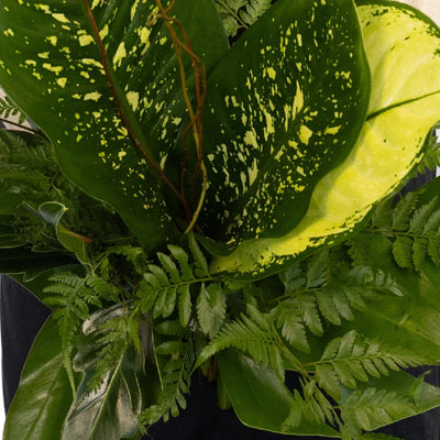 Evergreen Foliage DIY Greenery Kit