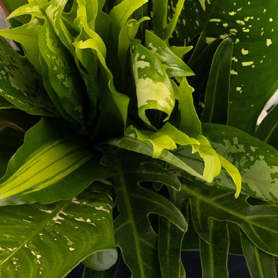 Exotic Jungle DIY Greenery Kit