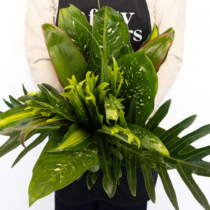 Exotic Jungle DIY Greenery Kit