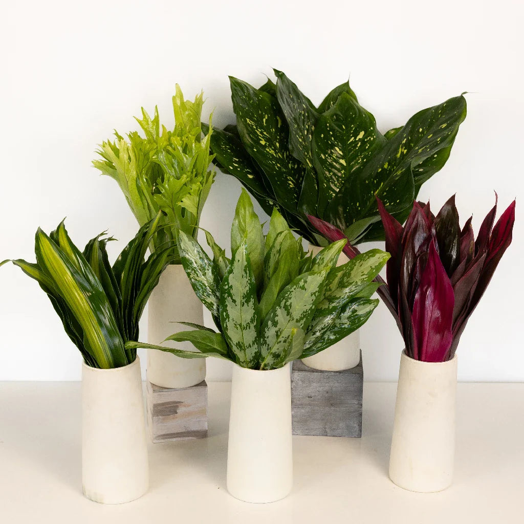 Exotic Jungle DIY Greenery Kit