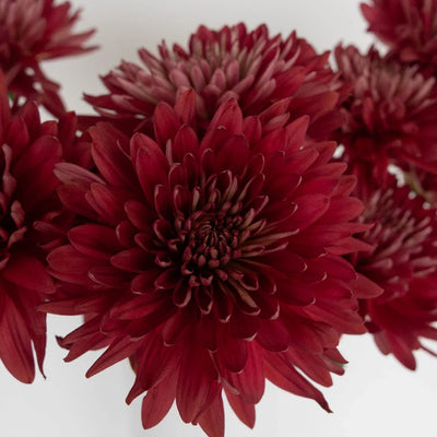 Fall Terracotta Chrysanthemum Flower