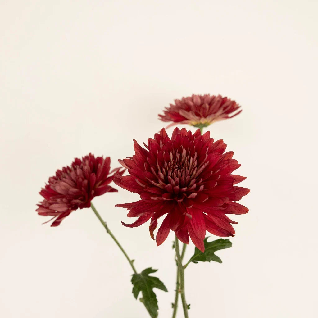 Fall Terracotta Chrysanthemum Flower
