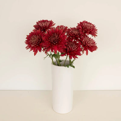 Fall Terracotta Chrysanthemum Flower