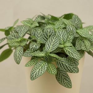 Fittonia Green Plant For Environment Day Gifting