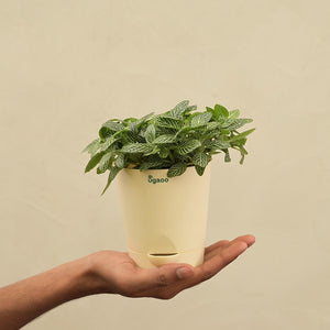 Fittonia Green Plant For Environment Day Gifting
