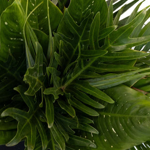 Forest Green Savanna DIY Greenery Kit